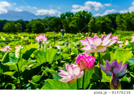 唐比ハス園　【長崎県諫早市】 91476236