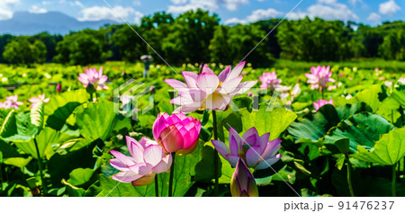 唐比ハス園　パノラマ　【長崎県諫早市】 91476237