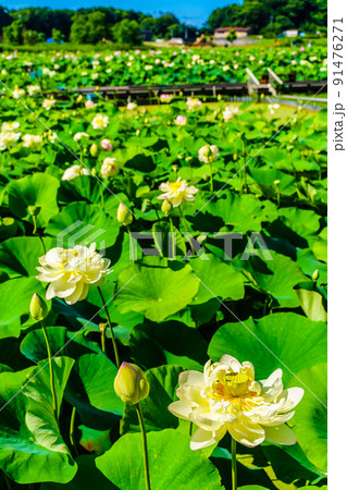 唐比ハス園 【長崎県諫早市】 唐比ハス園 【長崎県諫早市】 91476271