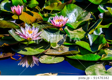 唐比ハス園のスイレン　【長崎県諫早市】 91476382