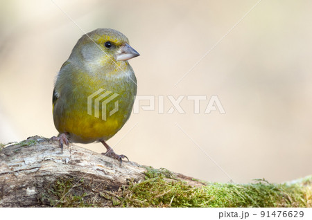 Greenfinch (Carduelis chloris ) on a tree branch in winter. 91476629