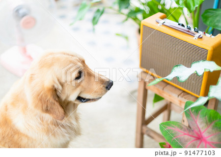 Smart brown Golden Retriever sitting to listening the music from vintage speaker 91477103