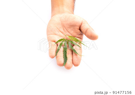 Leaf of green fresh of marijuana tree. Studio shot isolated on white 91477156