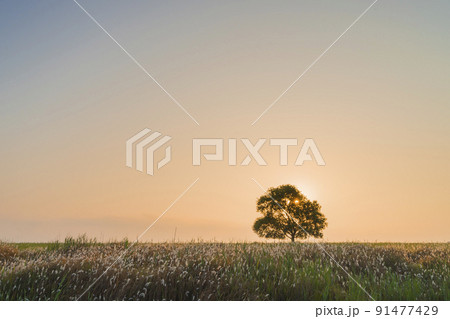 ピルギ 火星 スソム 91477429