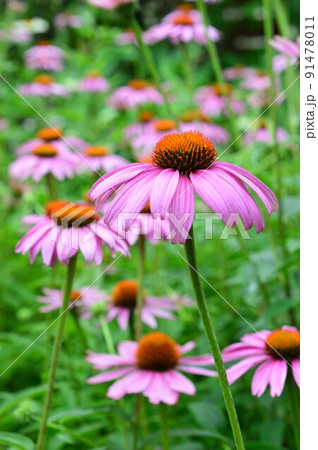 ムラサキバレンギク（紫馬簾菊）エキナセア 91478011