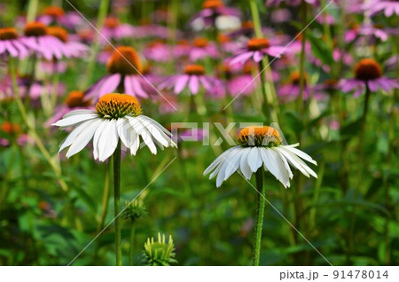 ムラサキバレンギク(紫馬簾菊)エキナセア ムラサキバレンギク(紫馬簾菊)エキナセア 91478014