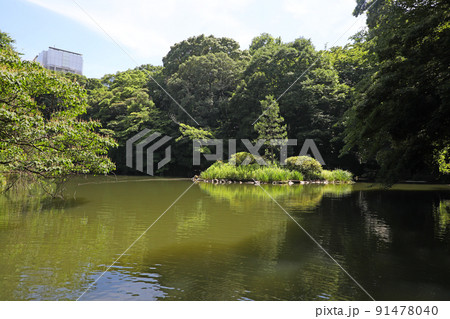 東京大学　三四郎池 91478040