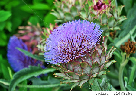 青い細長いアーティチョークの花（夏、六月） 91478266
