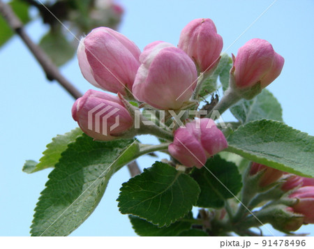 Spring, in the garden blooms an apple tree, flowers of an apple 91478496