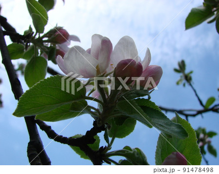 The bee sits on a flower of a bush blossoming apple-tree and pollinates him 91478498