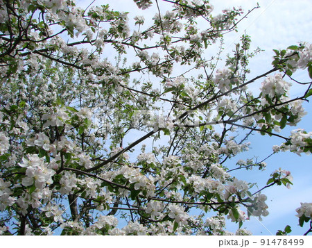 The bee sits on a flower of a bush blossoming apple-tree and pollinates him 91478499