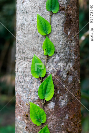 ivy on the tree 91478540