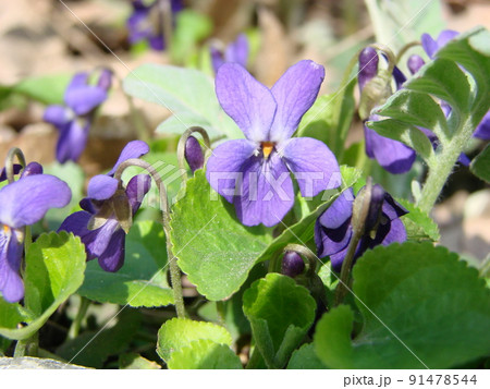 Viola plant with multicolor flowers , Common Violet, Viola tricolor, pansy flowers, viola wittrockiana 91478544