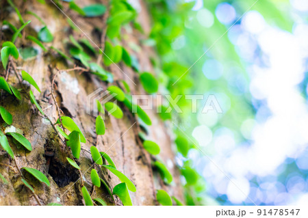ivy on the tree ivy on the tree 91478547