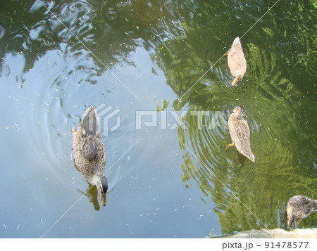 Male and female mallard duck swimming on a pond with green water while Male and female mallard duck swimming on a pond with green water while 91478577