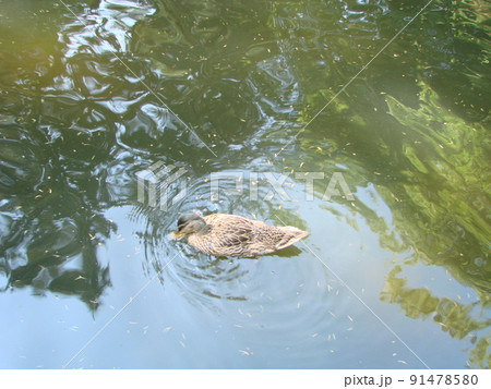 Male and female mallard duck swimming on a pond with green water while Male and female mallard duck swimming on a pond with green water while 91478580