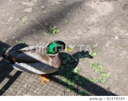 Male and female mallard duck swimming on a pond with green water while Male and female mallard duck swimming on a pond with green water while 91478584