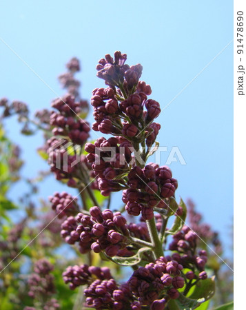 Branch of purple lilac flowers Syringa vulgaris. 91478690