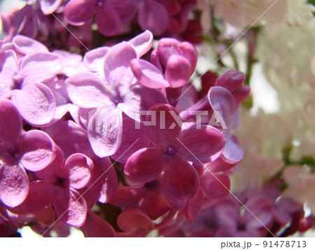 Bouquet of beautiful white and purple lilac flowers. Spring flowering. A flowering lilac bush with a delicate tiny flower. Spring blossom. Purple lilac flower on the bush. 91478713