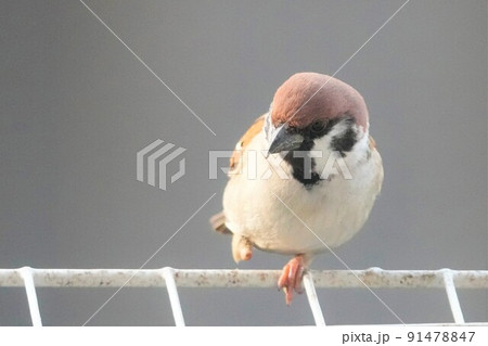 片足のスズメ 91478847