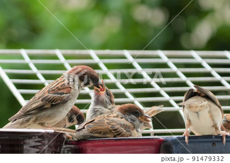スズメの親子 91479332