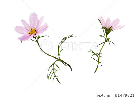Set of pink cosmos flowers isolated 91479621