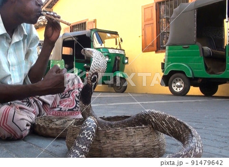 スリランカの蛇使いとコブラ スリランカの蛇使いとコブラ 91479642