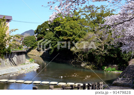 佐賀　嬉野温泉の春の景観　満開の桜に彩られた散策コース 91479828