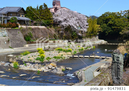 佐賀 嬉野温泉の春の景観 満開の桜に彩られた散策コース 佐賀 嬉野温泉の春の景観 満開の桜に彩られた散策コース 91479831