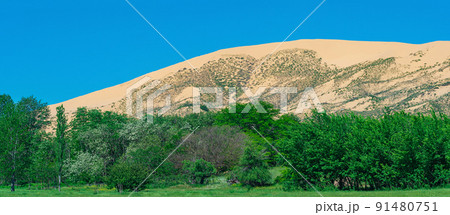 green flowering valley with a large sand dune in the background green flowering valley with a large sand dune in the background 91480751