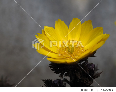 早春の花 福寿草⑤ 早春の花 福寿草⑤ 91480763