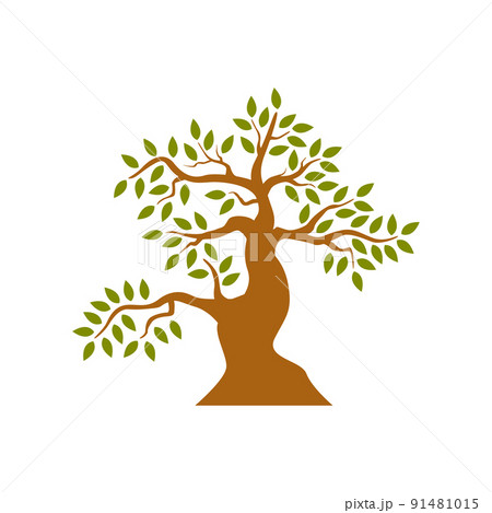 Tree isolated on white background 91481015