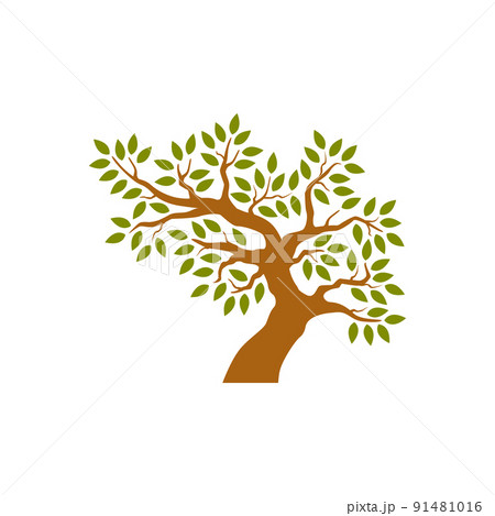 Tree isolated on white background 91481016