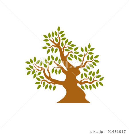 Tree isolated on white background 91481017