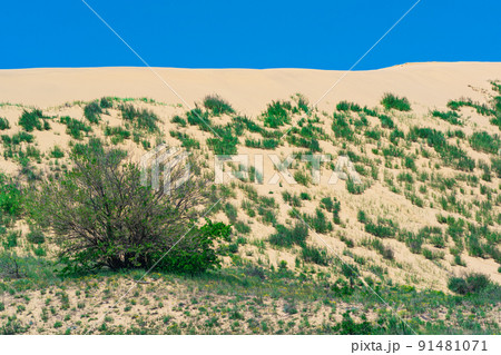 slope of a sand dune with plants blooming in spring, Sarykum dune in Dagestan slope of a sand dune with plants blooming in spring, Sarykum dune in Dagestan 91481071