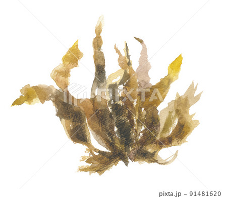 ハバノリ　幅海苔 91481620