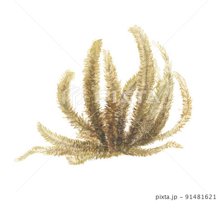 ウミトラノオ ウミトラノオ 91481621