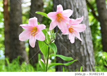 ヒメサユリの花　福島県南会津町・高清水自然公園 91482145