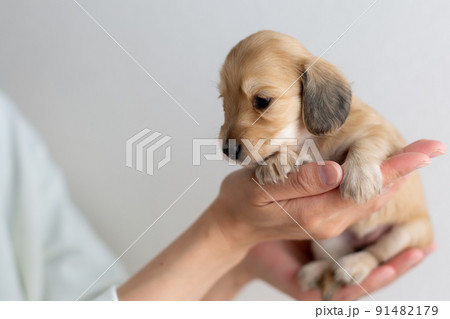 仔犬　カニンヘンダックスフンド 91482179