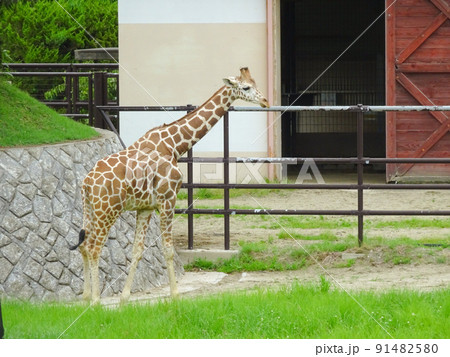 大森山動物園のキリン 91482580