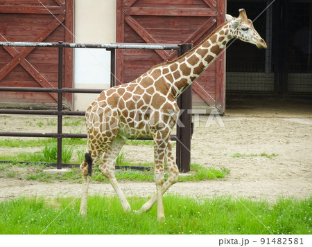 大森山動物園のキリン 91482581