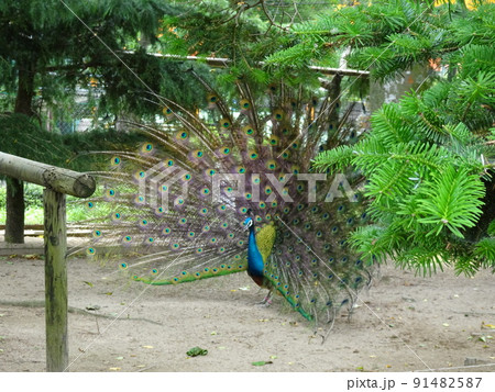 大森山動物園の孔雀 91482587