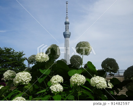 浅草から見る紫陽花とスカイツリー 浅草から見る紫陽花とスカイツリー 91482597