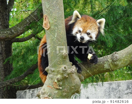 大森山動物園のレッサーパンダのごはんタイム 大森山動物園のレッサーパンダのごはんタイム 91482616
