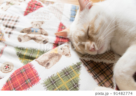 めちゃくちゃ気持ちよさそうに眠るネコ めちゃくちゃ気持ちよさそうに眠るネコ 91482774