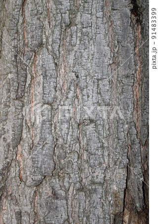 bark background bark background 91483399
