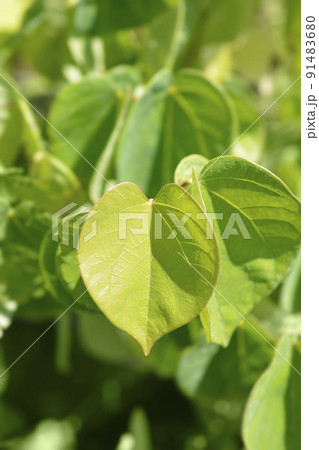 Chinese redbud Avondale 91483680