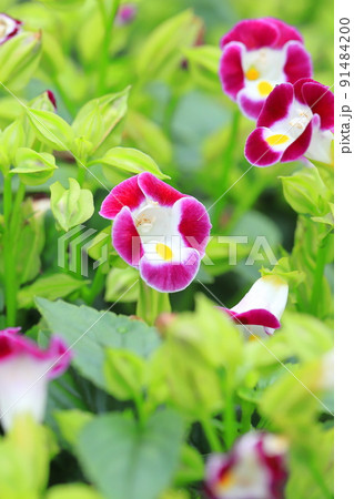 夏菫(ナツスミレ) or トレニア 夏菫(ナツスミレ) or トレニア 91484200