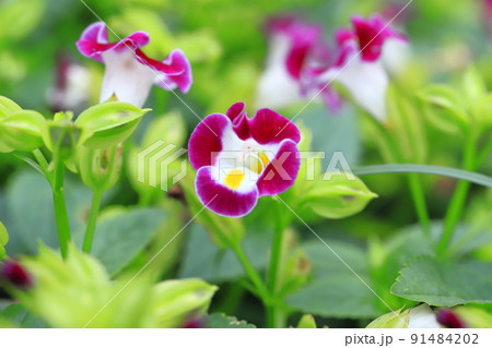 夏菫（ナツスミレ） or  トレニア 91484202