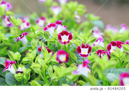 夏菫(ナツスミレ) or トレニア 夏菫(ナツスミレ) or トレニア 91484205